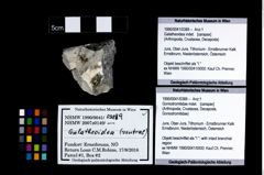 Foto (Objekt + Etikett) von Goniodromitidae indet.  (NHMW-GEO-1990-0041-0389)